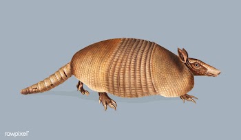 Nine-banded Armadillo illustration | Free stock vector - 457942