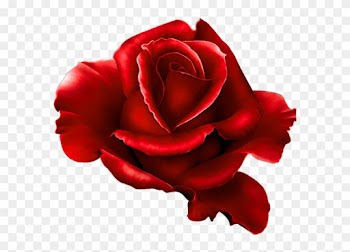 Nisanboard, Forum Sitesi, Flatcast Destek Sitesi, Radyo - Red Roses With Birds