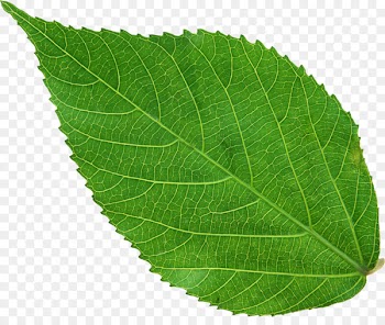 Nissan Leaf Rose Clip art - green leaves 