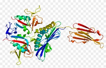 Nkg2d Natural Killer Cell Cd94/nkg2 C-type Lectin - Nkg2d