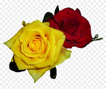 No - 2 Roses Llc