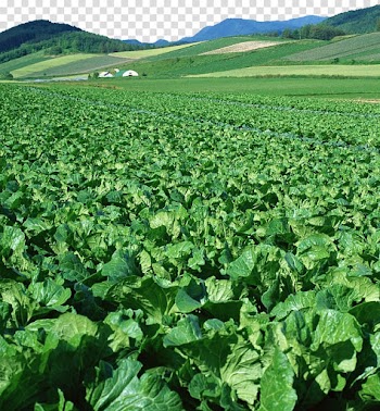 No Vegetable Food Ha Agriculture, Cabbage garden transparent background PNG clipart