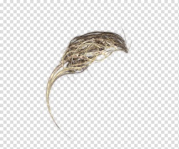 Nobel wings, brown light transparent background PNG clipart