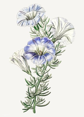 Nolana flower | Free stock vector - 559198
