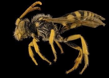 Nomada annulata bee, side view. | Free Photo - rawpixel