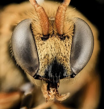 Nomia species, male, insect headshot. | Free Photo - rawpixel