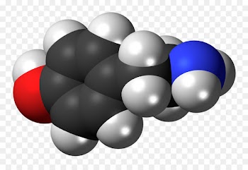 Norepinephrine Dopamine ADRENALINE USA VOLLEYBALL Hormone -  