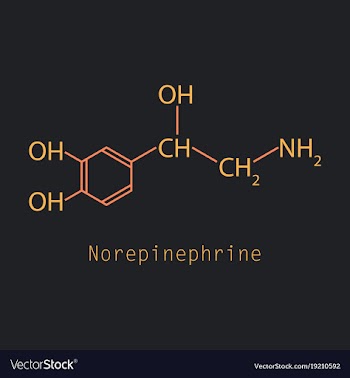 Norepinephrine noradrenaline norepi hormone and vector image