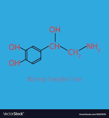 Norepinephrine noradrenaline norepi hormone and vector image