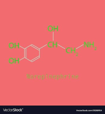 Norepinephrine noradrenaline norepi hormone and vector image