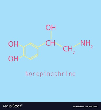 Norepinephrine noradrenaline norepi hormone and vector image