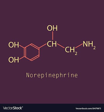 Norepinephrine noradrenaline norepi hormone and vector image