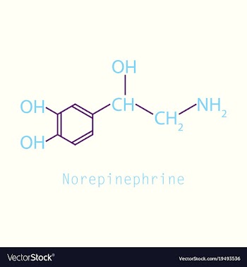 Norepinephrine noradrenaline norepi hormone and vector image