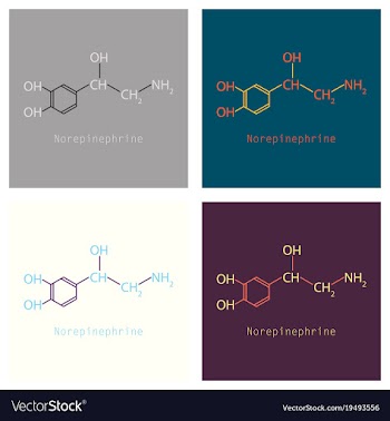Norepinephrine noradrenaline norepi hormone and vector image