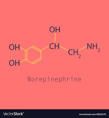 Norepinephrine noradrenaline norepi hormone and vector image