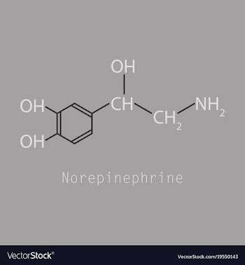 Norepinephrine noradrenaline norepi hormone and vector image