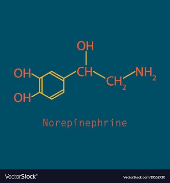 Norepinephrine noradrenaline norepi hormone and vector image