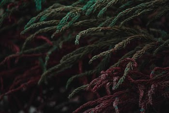 Norfolk pine tree