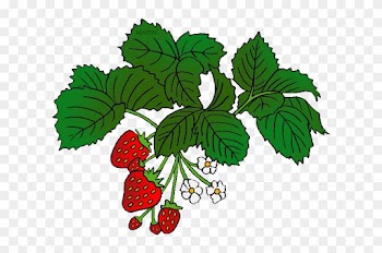 North Carolina State Red Berry - Food Chain With Labels