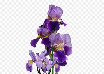 Northern blue flag Flowering plant Iris family Portable Network Graphics - flower 
