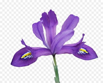 Northern Blue Flag, Netted Iris, Iris Flower Data Set, Flower, Flowering Plant PNG