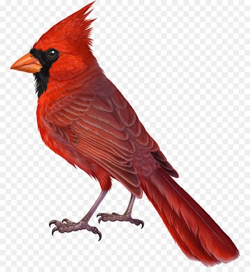 Northern cardinal Bird Drawing The Cardinal - bird 