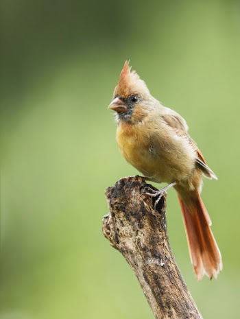 Northern cardinal bird. Free public | Free Photo - rawpixel
