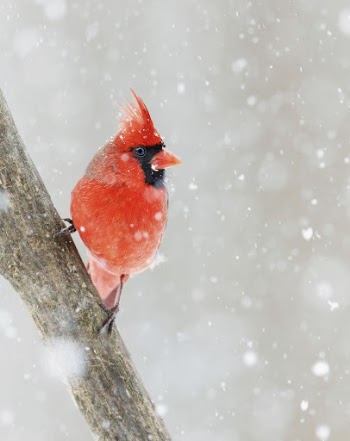 Northern cardinal bird. Free public | Free Photo - rawpixel