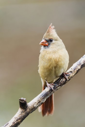 Northern cardinal bird. Free public | Free Photo - rawpixel