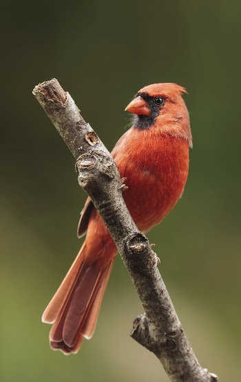 Northern cardinal bird. Free public | Free Photo - rawpixel
