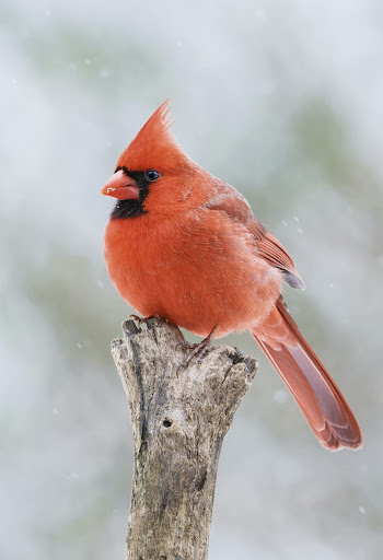 Northern cardinal bird. Free public | Free Photo - rawpixel