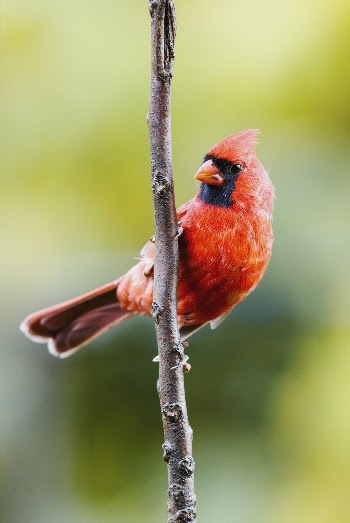 Northern cardinal bird. Free public | Free Photo - rawpixel