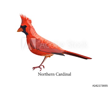Northern cardinal bird with bright red feather