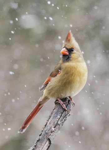 Northern cardinal, female bird. Free | Free Photo - rawpixel