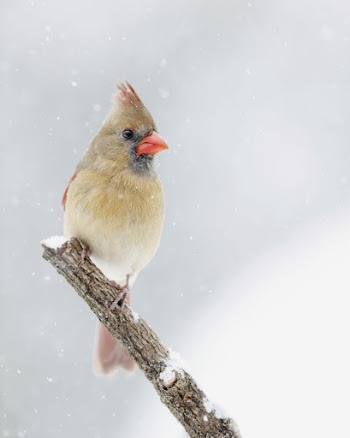 Northern cardinal, female bird. Free | Free Photo - rawpixel
