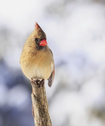 Northern cardinal, female bird. Free | Free Photo - rawpixel