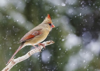 Northern cardinal, female bird. Free | Free Photo - rawpixel