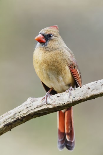Northern cardinal, female bird. Free | Free Photo - rawpixel