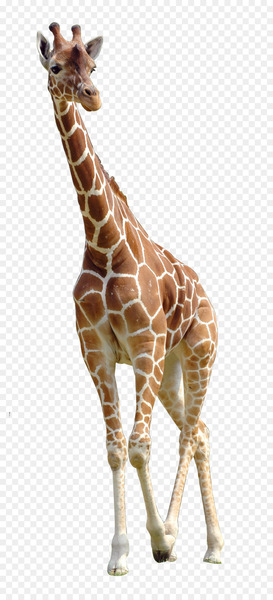 Northern giraffe Download - giraffe 