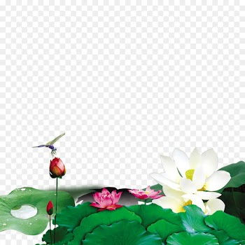 Northern Hemisphere Xiazhi Solar term Summer solstice Qiufen - Beautiful lotus material 