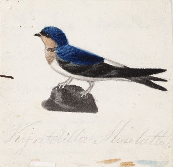 Northern house martin, 1830 - | Free Photo - rawpixel