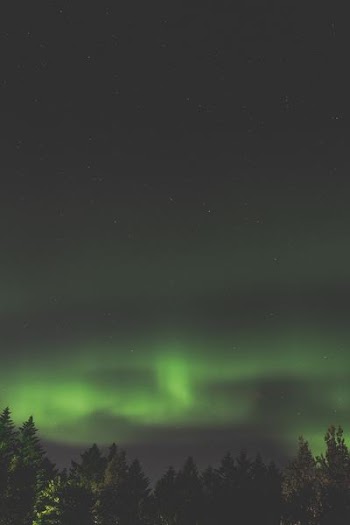 Northern Lights above trees
