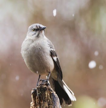Northern mockingbird. Free public domain | Free Photo - rawpixel