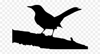 Northern Mockingbird On Tree Branch - Boo Radley Diary