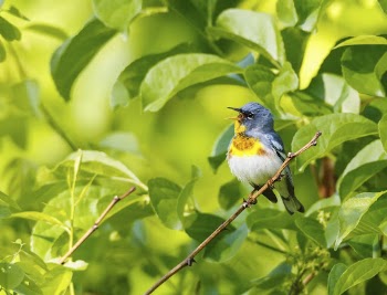 Northern parula bird. Free public | Free Photo - rawpixel