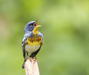 Northern parula bird. Free public | Free Photo - rawpixel