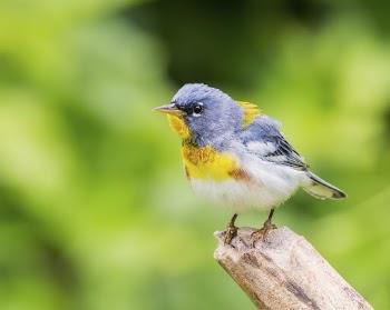 Northern parula bird. Free public | Free Photo - rawpixel
