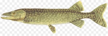 Northern pike Computer Icons Clip art - others 
