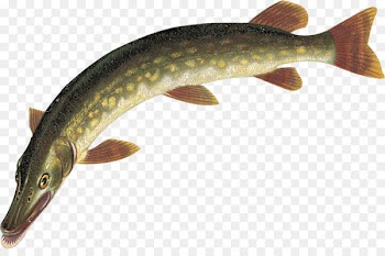 Northern pike Fish - Fishing Rod 