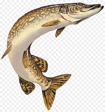 Northern pike Muskellunge American pickerel Chain pickerel Fishing - pisces 